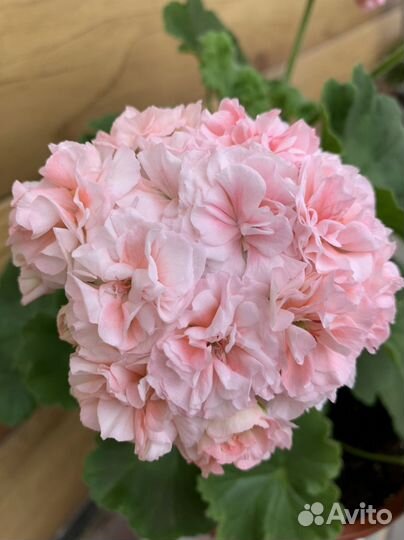 Пеларгония герань