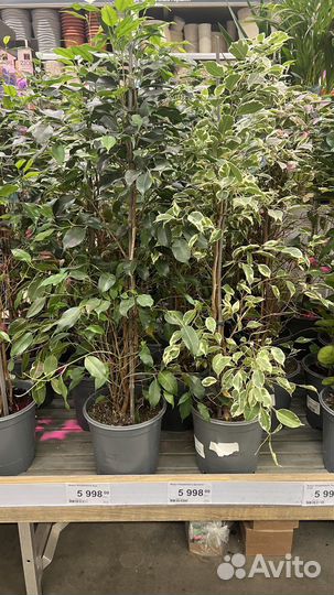 Фикус бенджамина большой