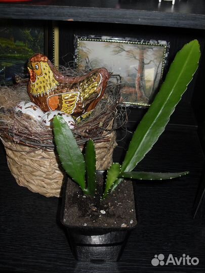 Суккуленты