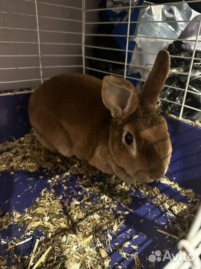 Кролик рекс рыжая коасивая девочка 1.4 мес