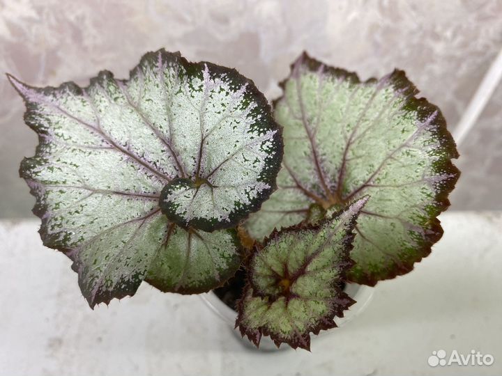 Бегония декоративно лиственная