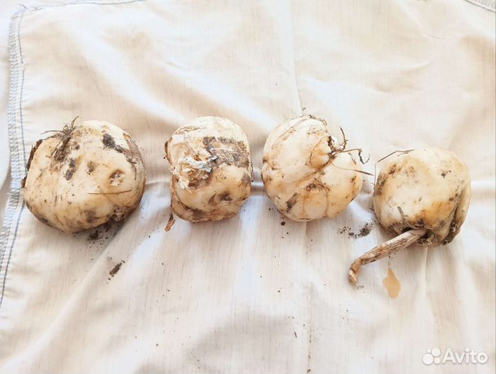 Цветы (луковицы рябчиков, цвет:оранжевый)