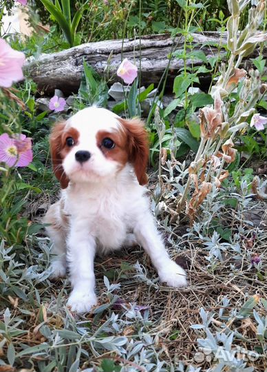 Кавалер Кинг Чарльз спаниель Девочка