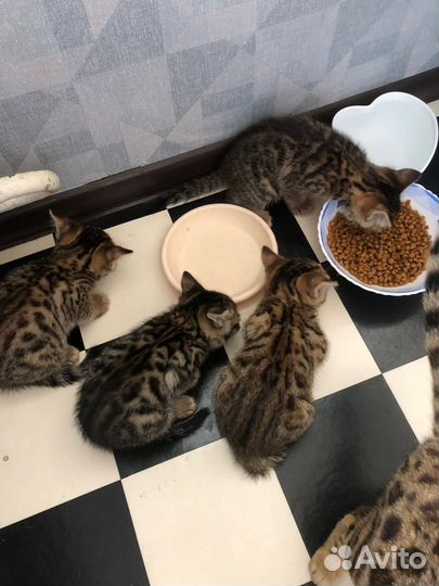 Бенгальские котята