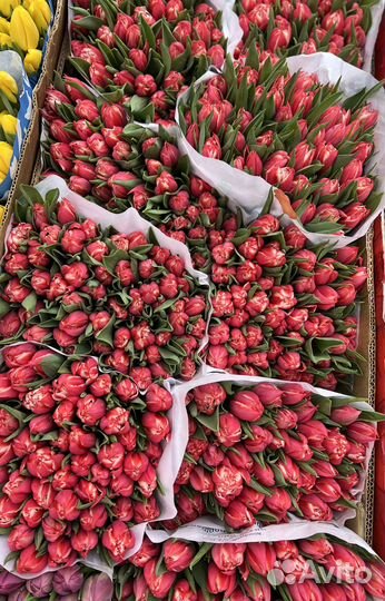 Тюльпаны на 8 марта. Букет тюльпанов