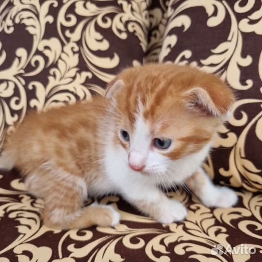 Кошка в дар