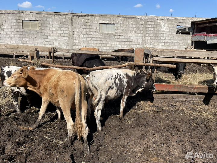 Бычки и Телочки