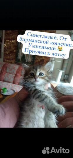 Котята в добрые руки
