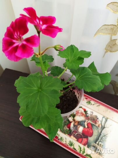 Пеларгония герань
