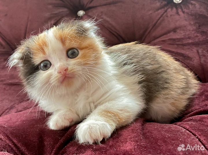 Котята в любящие ручки