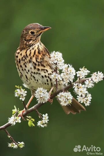 Певчие лесные птицы