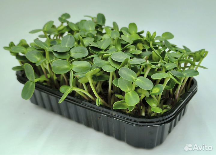 Сок витграсс и микрозелень