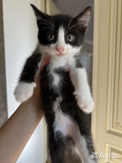 Котята в добрые руки бесплатно