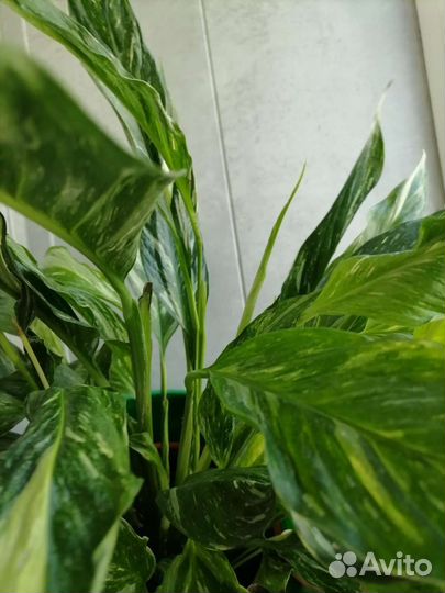 Спатифиллум даймонд