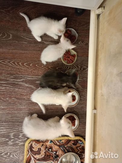 Кошки