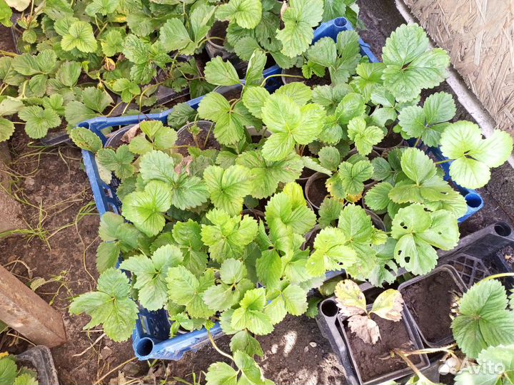 Рассада клубники