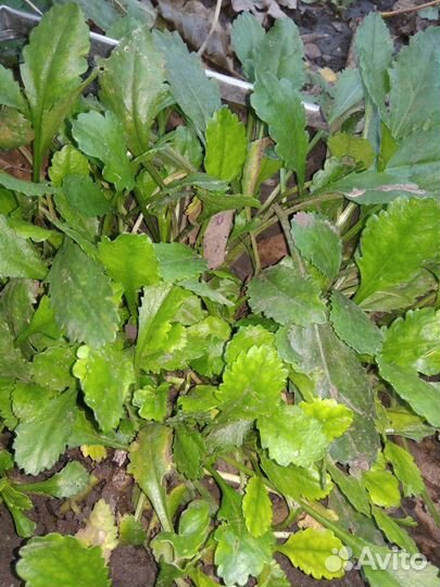 Ромашка+лилия белая