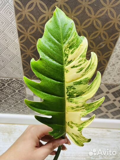 Филодендрон карамель марбл вариегатная