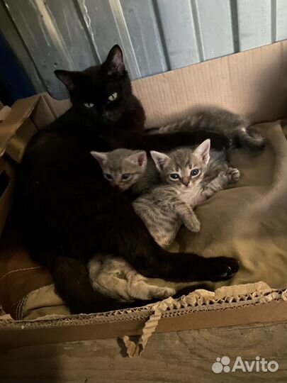 Русская голубая отдам