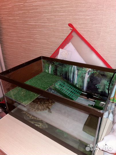 Черепаха с аквариумом