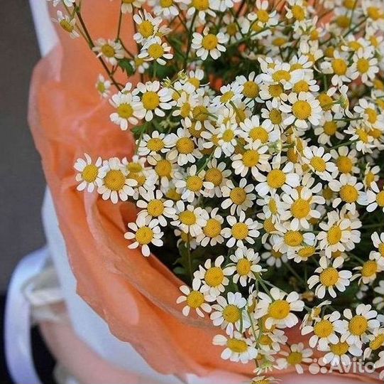 Доставка цветов. Ромашки