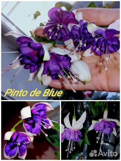 Фуксии сортовые