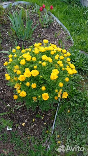 Адонис многолетний