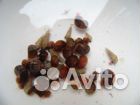 Аквариумные улитки