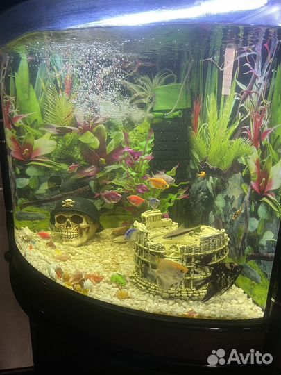 Аквариум с рыбками