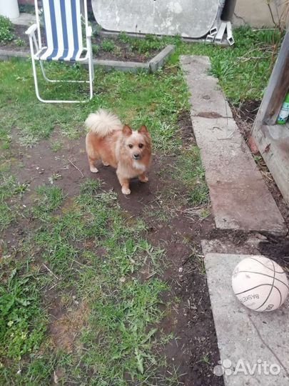 Шпиц для вязки