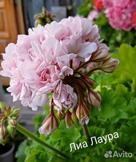 Пеларгония герань сортовая Лиа Лаура