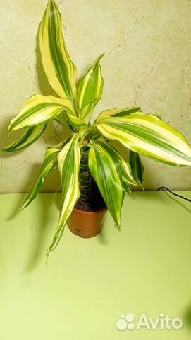 Драцена Еллоу Кост купить в Смоленске | Товары для дома и дачи | Авито
