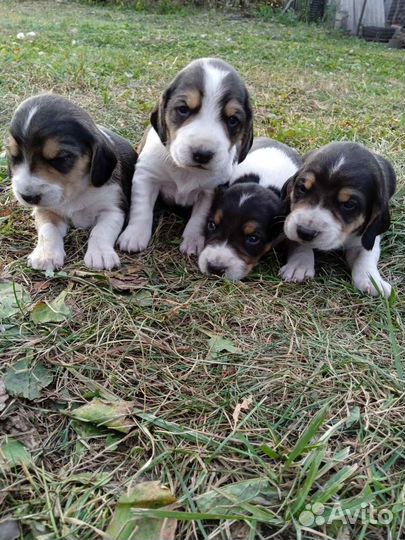 Эстонская гончая щенки