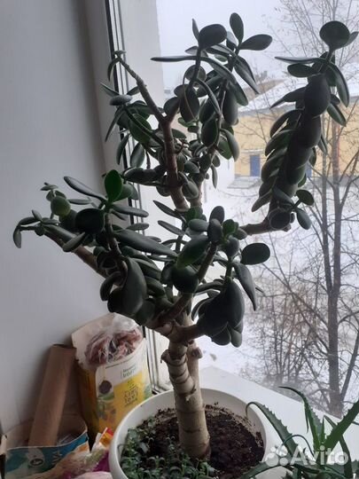 Толстянка (Денежное дерево),взрослое