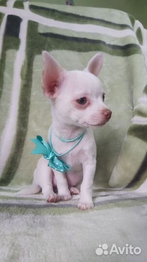 Чихуахуа девочка классического типа