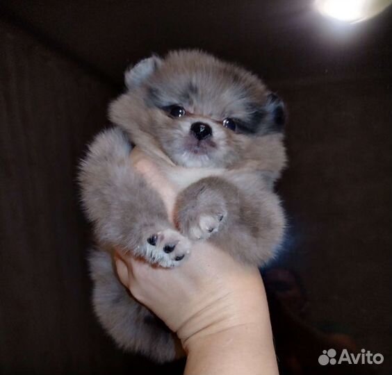 Померанский шпиц