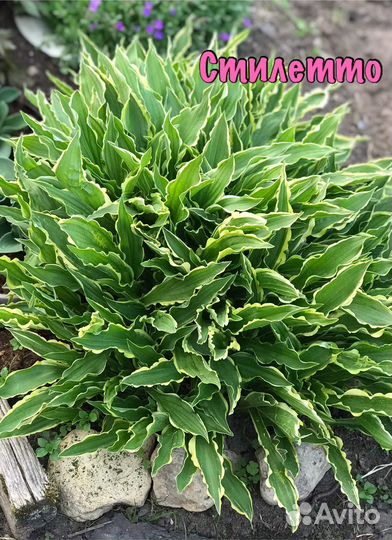 Хосты разных сортов и размеров, есть редкие сорта