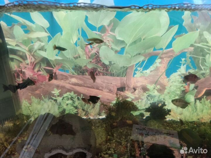 Аквариум с тумбой