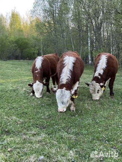 Быки герефорды на племя
