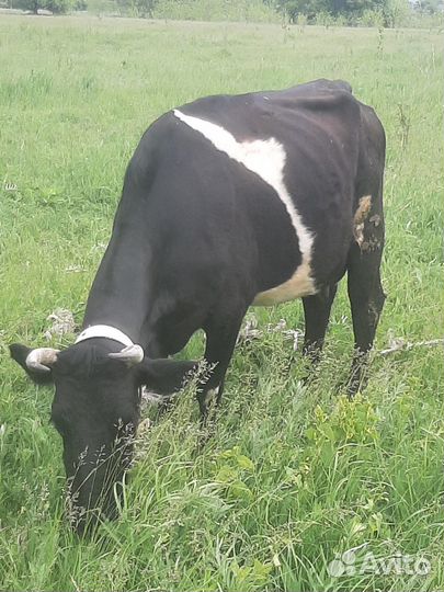 Корова высокоудойная