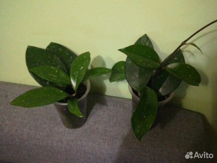 Филодендрон Brazil, Расписная Леди, хойя карноза