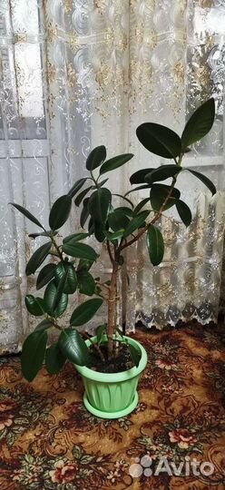Фикус каучуконосный большой