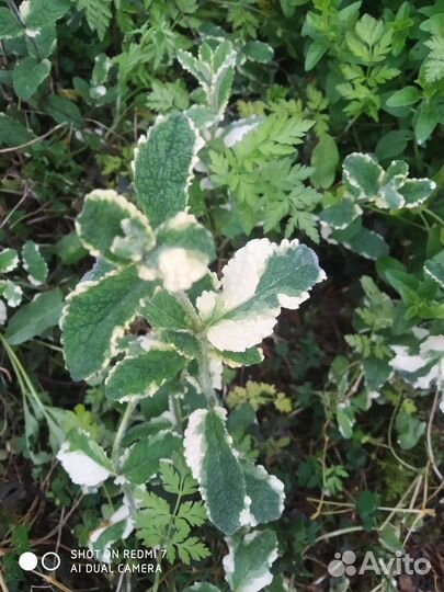 Мята ананасная, душица, мята шоколадная