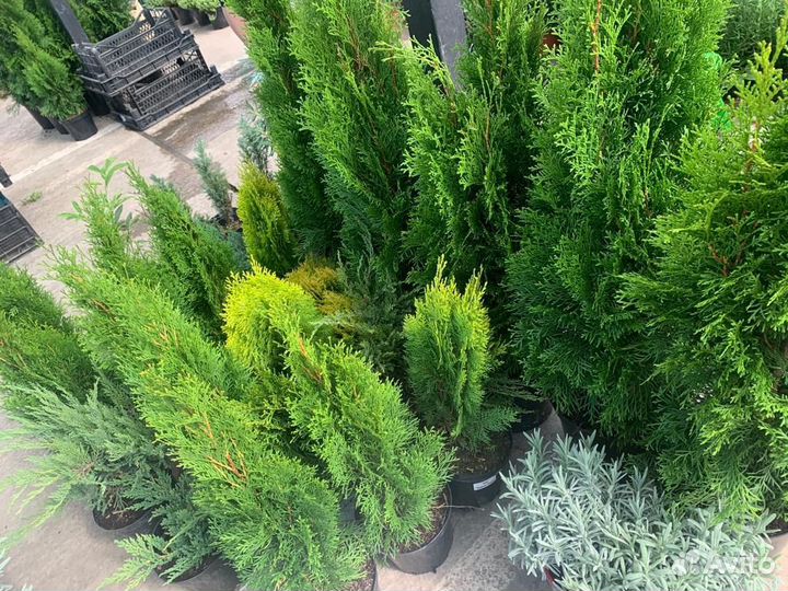 Хвойные и цветущие растения