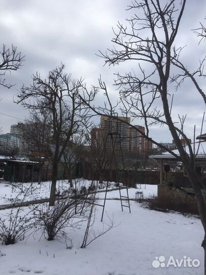 Обрезка плодовых деревьев