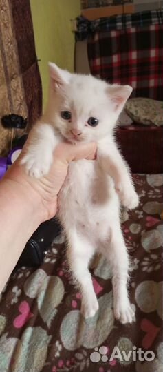 Кошка в дар