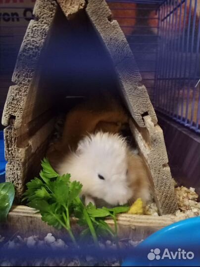 Передержка