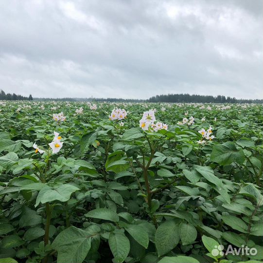 Тракторист механизатор Вологда