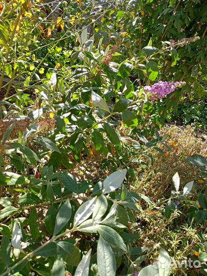 Будлея сиреневая