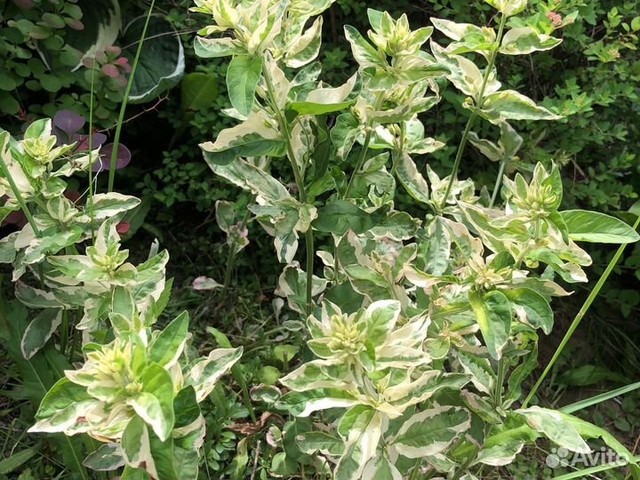 Монстера растение